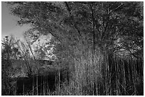Tall grasses and tree with new leaves. Grand Canyon-Parashant National Monument, Arizona, USA ( black and white)