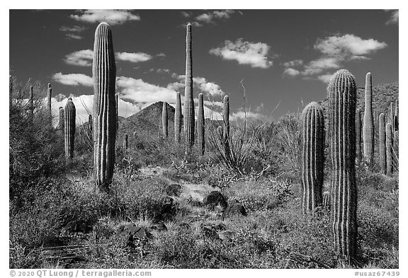 Cactus and Brittlebush, Table Mountain Wilderness. Sonoran Desert National Monument, Arizona, USA (black and white)