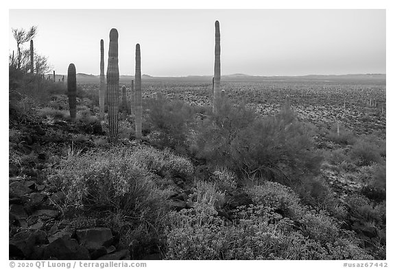 Vekol Valley in springtime at dawn. Sonoran Desert National Monument, Arizona, USA (black and white)