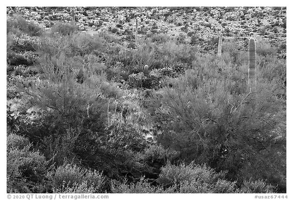 Lush vegetation, Table Mountain Wilderness. Sonoran Desert National Monument, Arizona, USA (black and white)