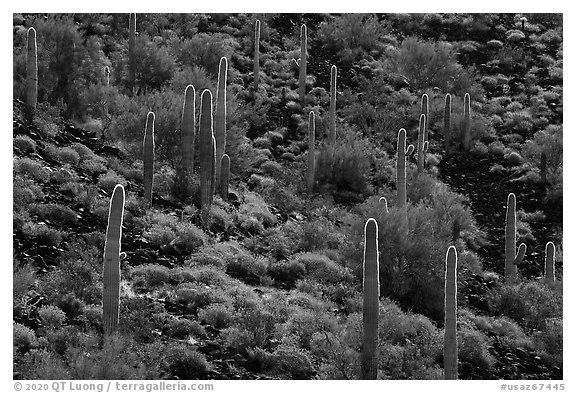Cactus and Brittlebush in bloom on volcanic slope, Table Mountain Wilderness. Sonoran Desert National Monument, Arizona, USA (black and white)