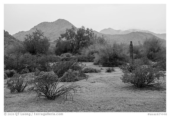 Margies Cove in the rain. Sonoran Desert National Monument, Arizona, USA (black and white)