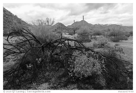 Burned tree and brittlebush, Margies Cove. Sonoran Desert National Monument, Arizona, USA (black and white)