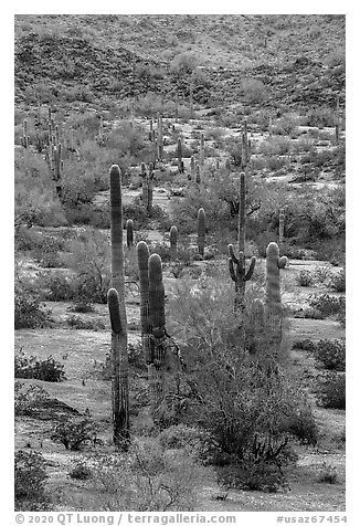 Saguaro cacti in springtime, Margies Cove. Sonoran Desert National Monument, Arizona, USA (black and white)
