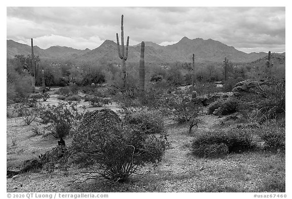 Margies Cove, North Maricopa Mountains Wilderness. Sonoran Desert National Monument, Arizona, USA (black and white)