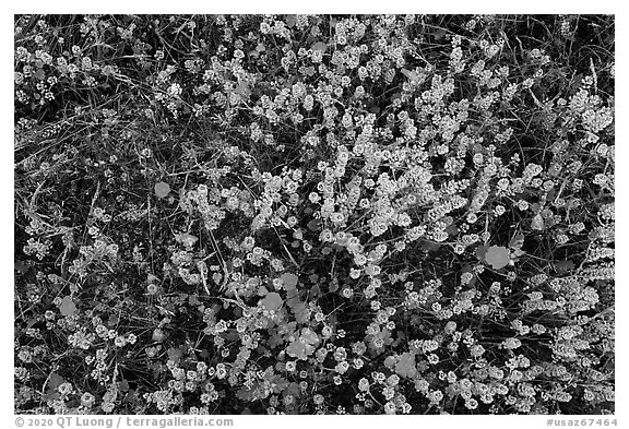 Close up of cloakferns (Notholaena aurea) and flowers. Sonoran Desert National Monument, Arizona, USA (black and white)
