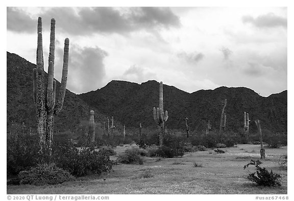 Tall Saguaro cactus, Margies Cove. Sonoran Desert National Monument, Arizona, USA (black and white)