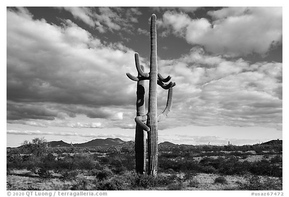 Saguaro Cactus and Vekol Valley. Sonoran Desert National Monument, Arizona, USA (black and white)