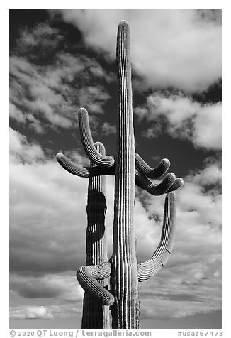 Saguaro Cacti and clouds. Sonoran Desert National Monument, Arizona, USA (black and white)
