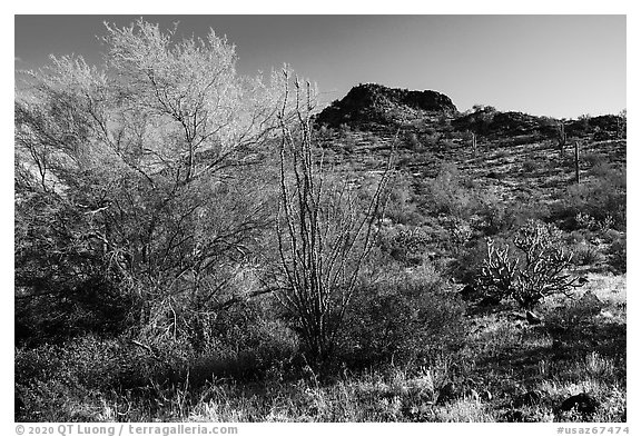 Palo Verde and Lost Horse Peak. Sonoran Desert National Monument, Arizona, USA (black and white)