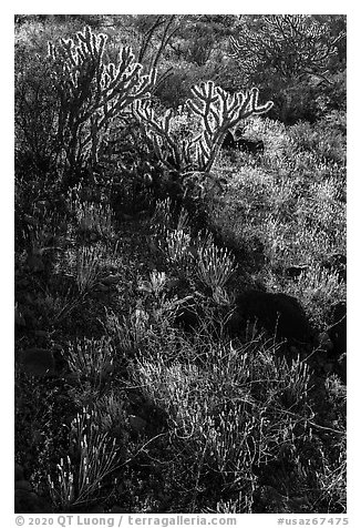 Backlit Buckhorn Cholla Cactus. Sonoran Desert National Monument, Arizona, USA (black and white)