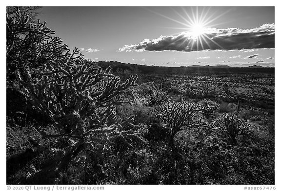 Buckhorn Cholla Cactus and sun. Sonoran Desert National Monument, Arizona, USA (black and white)