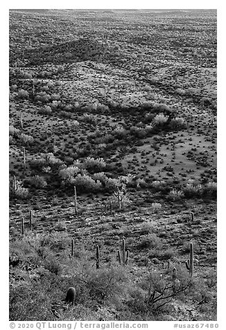 Shrubs and cactus, late afternoon. Sonoran Desert National Monument, Arizona, USA (black and white)