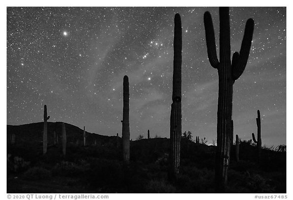 Saguaro cactus and Javelina Mountains under stary sky with Orion. Sonoran Desert National Monument, Arizona, USA (black and white)