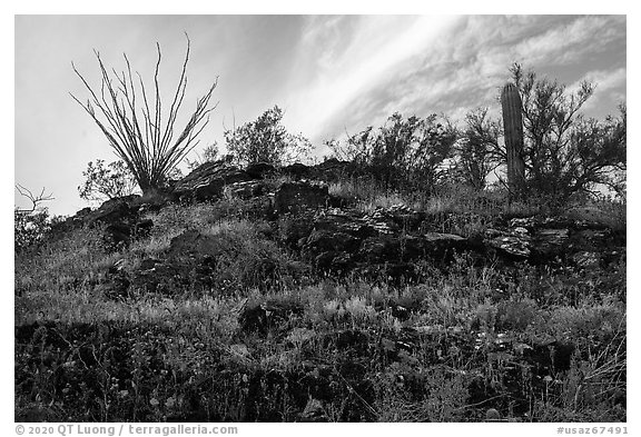 Rocky hillside with wildflowers, ocotillo and cactus. Sonoran Desert National Monument, Arizona, USA (black and white)