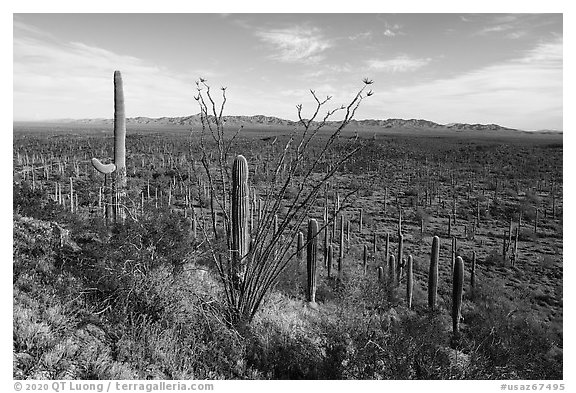 Ocotillo, bajada with dense Saguaro forest, South Maricopa Mountains. Sonoran Desert National Monument, Arizona, USA (black and white)