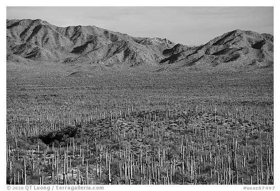 Plain with dense stands of Saguaro cactus and South Maricopa Mountains. Sonoran Desert National Monument, Arizona, USA (black and white)