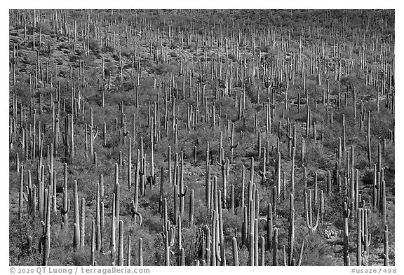 Dense concentration of Giant Saguaro cactus. Sonoran Desert National Monument, Arizona, USA (black and white)