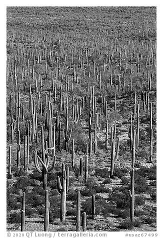 Giant Saguaro cactus forest. Sonoran Desert National Monument, Arizona, USA (black and white)