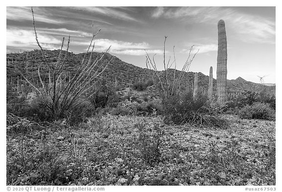 Phacelia, Ocotillo, Sand Tank Mountains. Sonoran Desert National Monument, Arizona, USA (black and white)