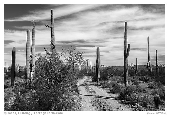 Narrow road through Sand Tank Mountains. Sonoran Desert National Monument, Arizona, USA (black and white)