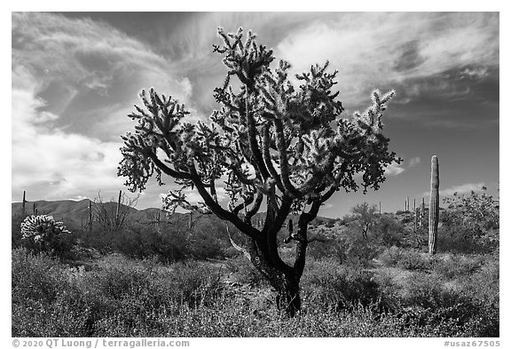 Buckhorn Cholla Cactus and Sand Tank Mountains. Sonoran Desert National Monument, Arizona, USA (black and white)