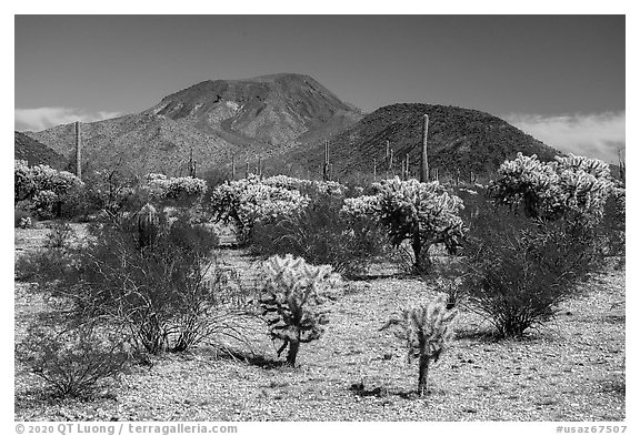 Cholla Cacti and Table Top Mountain. Sonoran Desert National Monument, Arizona, USA (black and white)