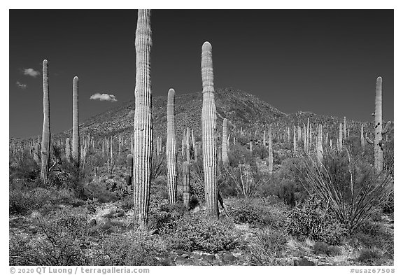 Brittlebush in bloom, Saguaro and Table Top Mountain. Sonoran Desert National Monument, Arizona, USA (black and white)