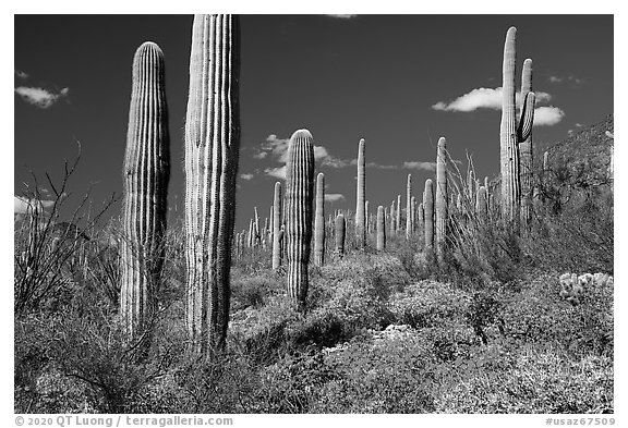 Saguaro cactus forest in springtime. Sonoran Desert National Monument, Arizona, USA (black and white)