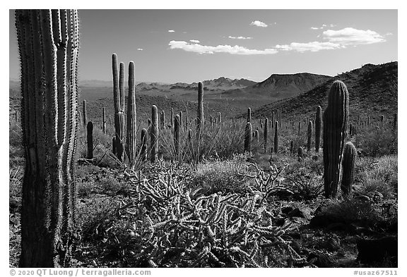 Cactus and Vekol Mountains. Sonoran Desert National Monument, Arizona, USA (black and white)