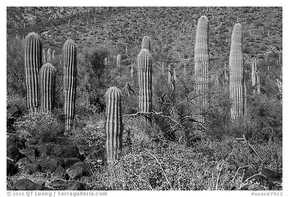 Cluster of young Saguaro cacti in the spring. Sonoran Desert National Monument, Arizona, USA (black and white)