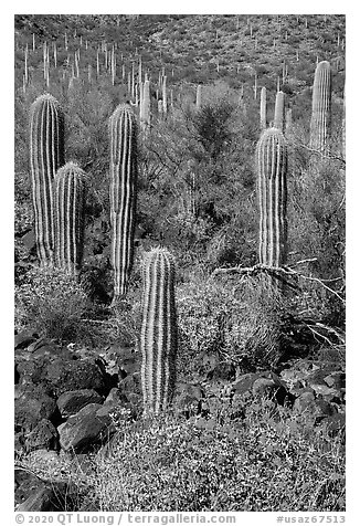 Young Saguaro cacti in springtime. Sonoran Desert National Monument, Arizona, USA (black and white)