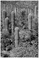 Young Saguaro cacti in springtime. Sonoran Desert National Monument, Arizona, USA ( black and white)