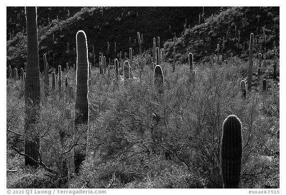 Cactus among dense Palo Verde on Table Top Mountain. Sonoran Desert National Monument, Arizona, USA (black and white)