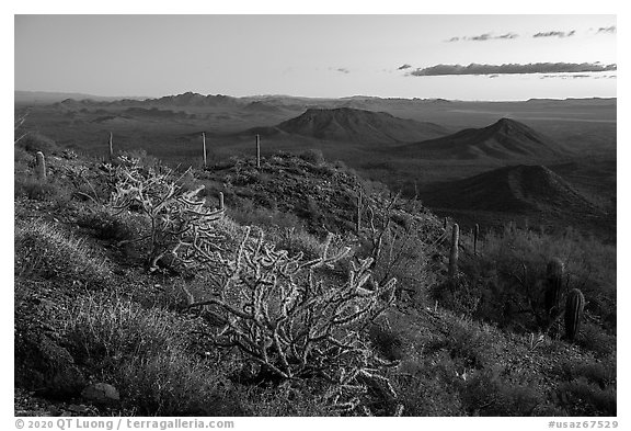 Cactus on Table Mountain at dusk. Sonoran Desert National Monument, Arizona, USA (black and white)