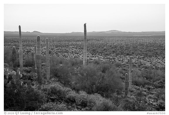 Cactus with bird on edge of Vekol Valley at dawn. Sonoran Desert National Monument, Arizona, USA (black and white)