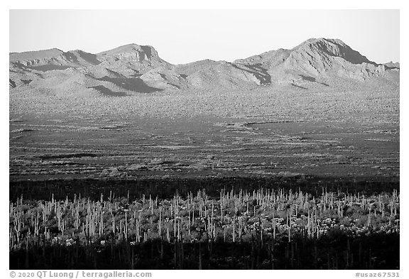 Sand Tank Mountains at sunrise above Vekol Valley. Sonoran Desert National Monument, Arizona, USA (black and white)