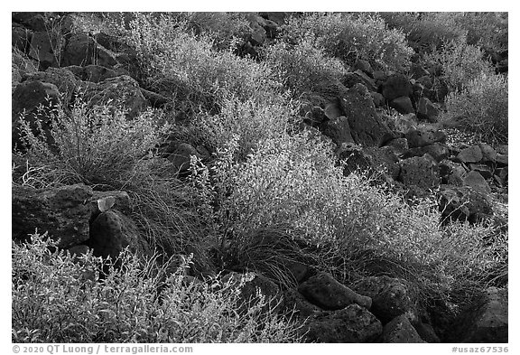 Shrubs and lava rocks. Sonoran Desert National Monument, Arizona, USA (black and white)