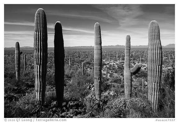 Cactus and Vekol Valley. Sonoran Desert National Monument, Arizona, USA (black and white)