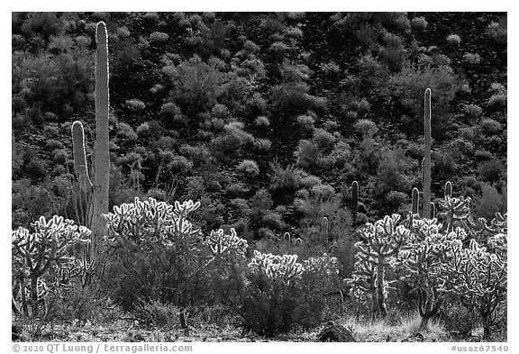 Buckhorn Cholla Cactus, Saguaros, and lava slope with blooms. Sonoran Desert National Monument, Arizona, USA (black and white)