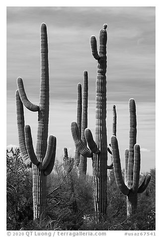 Group of multi-armed Saguaro cacti. Sonoran Desert National Monument, Arizona, USA (black and white)