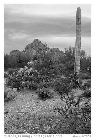 Annual wildflowers, cactus, and Ragged Top. Ironwood Forest National Monument, Arizona, USA (black and white)