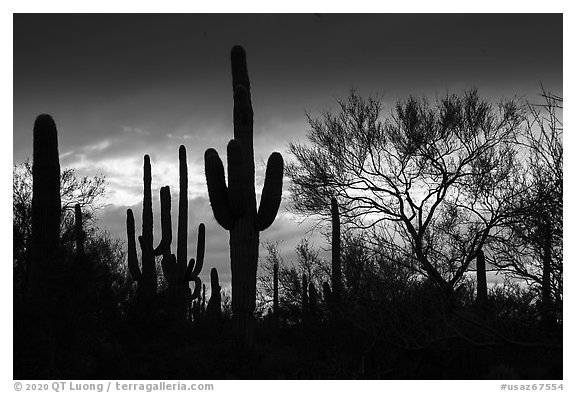 Sonoran desert vegetation silhouetted against stormy sky. Ironwood Forest National Monument, Arizona, USA (black and white)