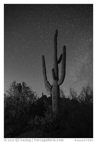 Saguaro cactus and stars at night. Ironwood Forest National Monument, Arizona, USA (black and white)