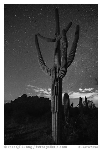 Saguaro cactus, Ragged Top profile, and starry sky. Ironwood Forest National Monument, Arizona, USA (black and white)