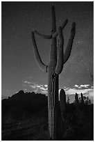 Saguaro cactus, Ragged Top profile, and starry sky. Ironwood Forest National Monument, Arizona, USA ( black and white)