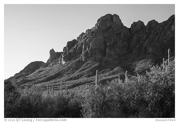 Dense Sonoran Desert vegetation below Ragged Peak. Ironwood Forest National Monument, Arizona, USA (black and white)