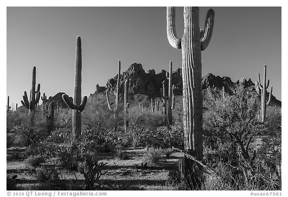 Tall saguaro cactus framing Ragged top. Ironwood Forest National Monument, Arizona, USA (black and white)