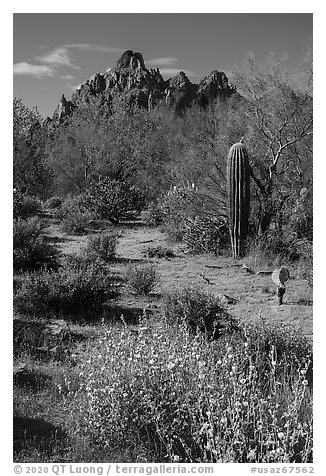 Desert wildflowers, palo verde, and Ragged top. Ironwood Forest National Monument, Arizona, USA (black and white)