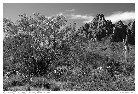 Ironwood tree and Ragged Top. Ironwood Forest National Monument, Arizona, USA (black and white)